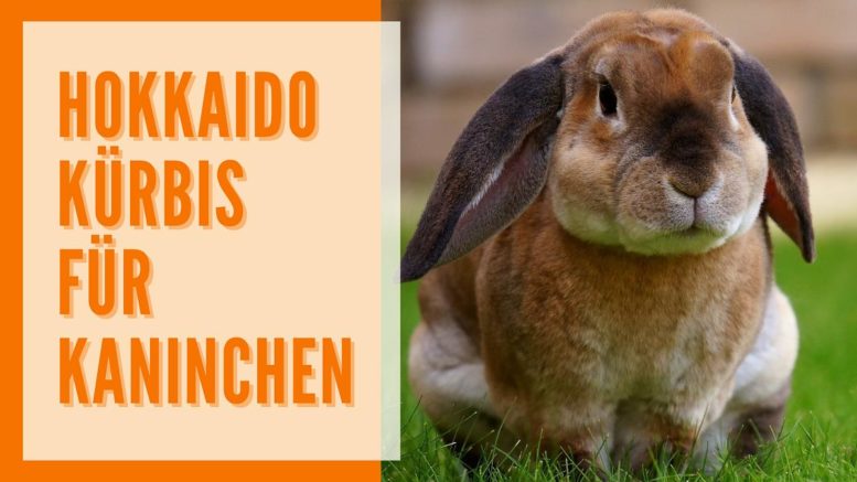 Dürfen Kaninchen Hokkaido Kürbis fressen?