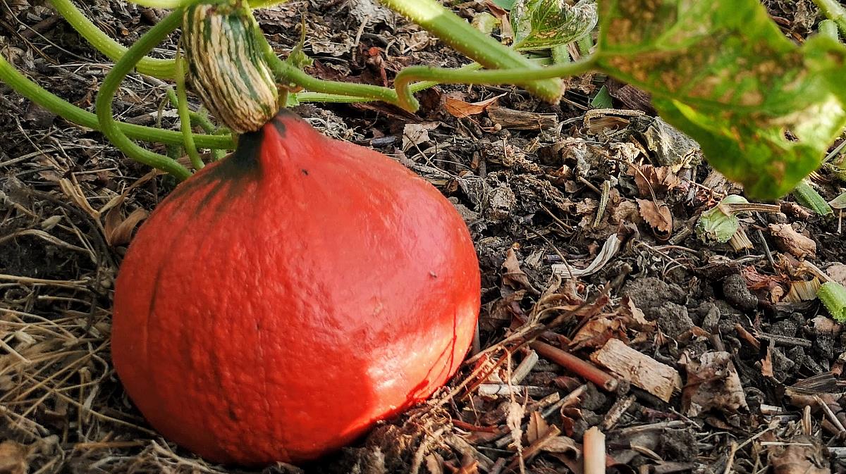 Hokkaido Kürbis - Pflanze wächst im Gartenkompost